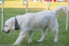 Ryder - 8 Months old