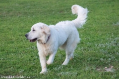 Ryder - 8 Months old