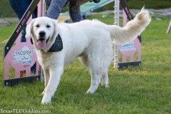 Ryder - 8 Months old