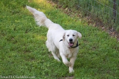 Ryder - 8 Months Old