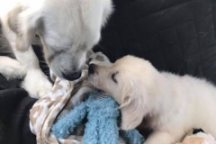 Ryder-Golden_Retriever_1154