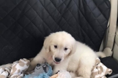 Ryder-Golden_Retriever_1155