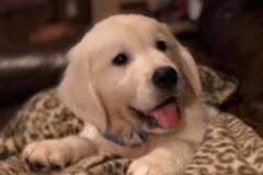 Ryder-Golden_Retriever_1178-1209x1612