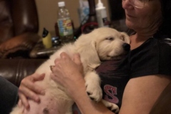 Ryder-Golden_Retriever_1181-1209x1612