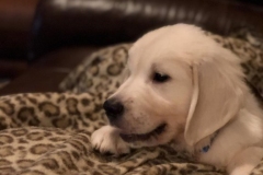 Ryder-Golden_Retriever_1209x1612