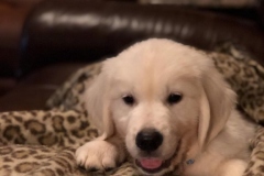 Ryder-Golden_Retriever_1612