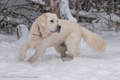 TXTLC-snow_day_Golden_Retriever-2021-02-18-10-Small