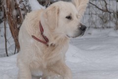 Ryder - 19 months old