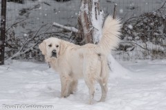 TXTLC-snow_day_Golden_Retriever-2021-02-18-12-Small