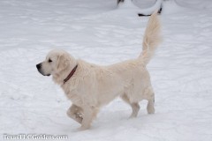 TXTLC-snow_day_Golden_Retriever-2021-02-18-15-Small