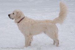 Ryder