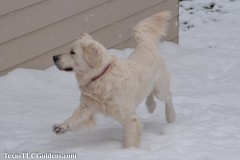 TXTLC-snow_day_Golden_Retriever-2021-02-18-21-Small