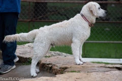 TexasT-LC-Golden-Retrievers-fun-1-130-934x622-1