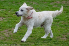 TexasT-LC-Golden-Retrievers-fun-1-133-841x561-1