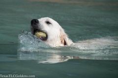 TexasT-LC-Golden-Retrievers-fun-1-19-883x588-1