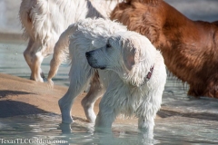 TexasT-LC-Golden-Retrievers-fun-1-22-929x619-1
