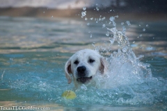 TexasT-LC-Golden-Retrievers-fun-1-23-992x661-1