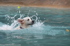 TexasT-LC-Golden-Retrievers-fun-1-53-906x604-1