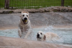 TexasT-LC-Golden-Retrievers-fun-1-66-936x624-1