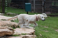 TexasT-LC-Golden-Retrievers-fun-1-70-674x449-1