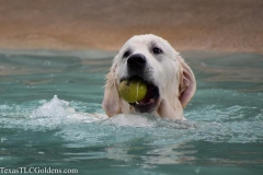 TexasT-LC-Golden-Retrievers-fun-1-81-748x498-1