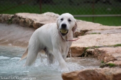 TexasT-LC-Golden-Retrievers-fun-1-82-929x619-1