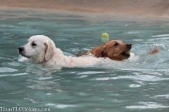 TexasT-LC-Golden-Retrievers-fun-1-90-716x477-1