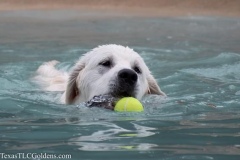 TexasT-LC-Golden-Retrievers-fun-1-94-568x379-1