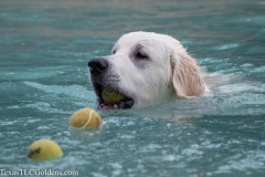 TexasT-LC-Golden-Retrievers-fun-1-97-631x420-1