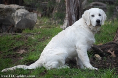 Ryder - 6 Months