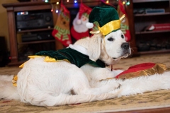 Texas_TLC_Golden_Retrievers-Christmas-2019-13-938x625