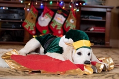 Texas_TLC_Golden_Retrievers-Christmas-2019-14-938x625