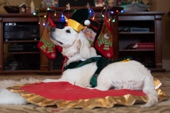Texas_TLC_Golden_Retrievers-Christmas-2019-15-940x627