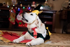 Texas_TLC_Golden_Retrievers-Christmas-2019-17-1030x686