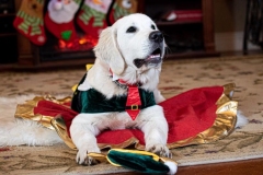Texas_TLC_Golden_Retrievers-Christmas-2019-19-818x545