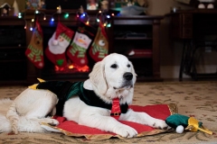 Texas_TLC_Golden_Retrievers-Christmas-2019-20-1004x669