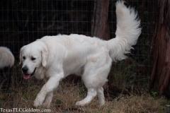 Ryder at 10.4 months old
