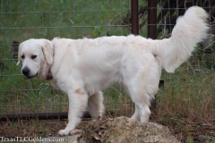 Ryder at 10.4 months old