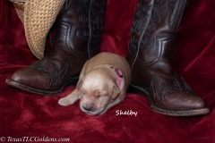 Shelby - Female