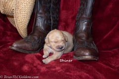 Shiner - Male