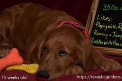 TXTLC Skye and Sunset - 15 weeks old