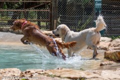 Golden-Retriever-Skye-airborne-1-3-Small