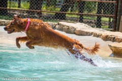 Golden-Retriever-Skye-airborne-1-Small