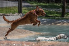 Golden-Retriever-Skye-airborne-14-Small