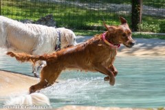 Golden-Retriever-Skye-airborne-16-Small