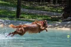 Golden-Retriever-Skye-airborne-2-Small