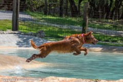 Golden-Retriever-Skye-airborne-20-Small