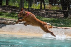 Golden-Retriever-Skye-airborne-21-Small