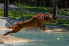 Golden-Retriever-Skye-airborne-27-Small