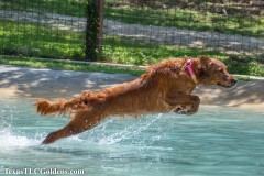 Golden-Retriever-Skye-airborne-6-Small